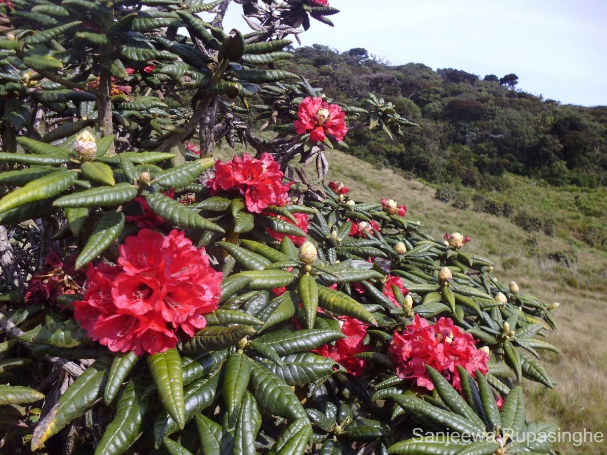 Rhododendron arboreum subsp. zeylanicum (Booth) Tagg